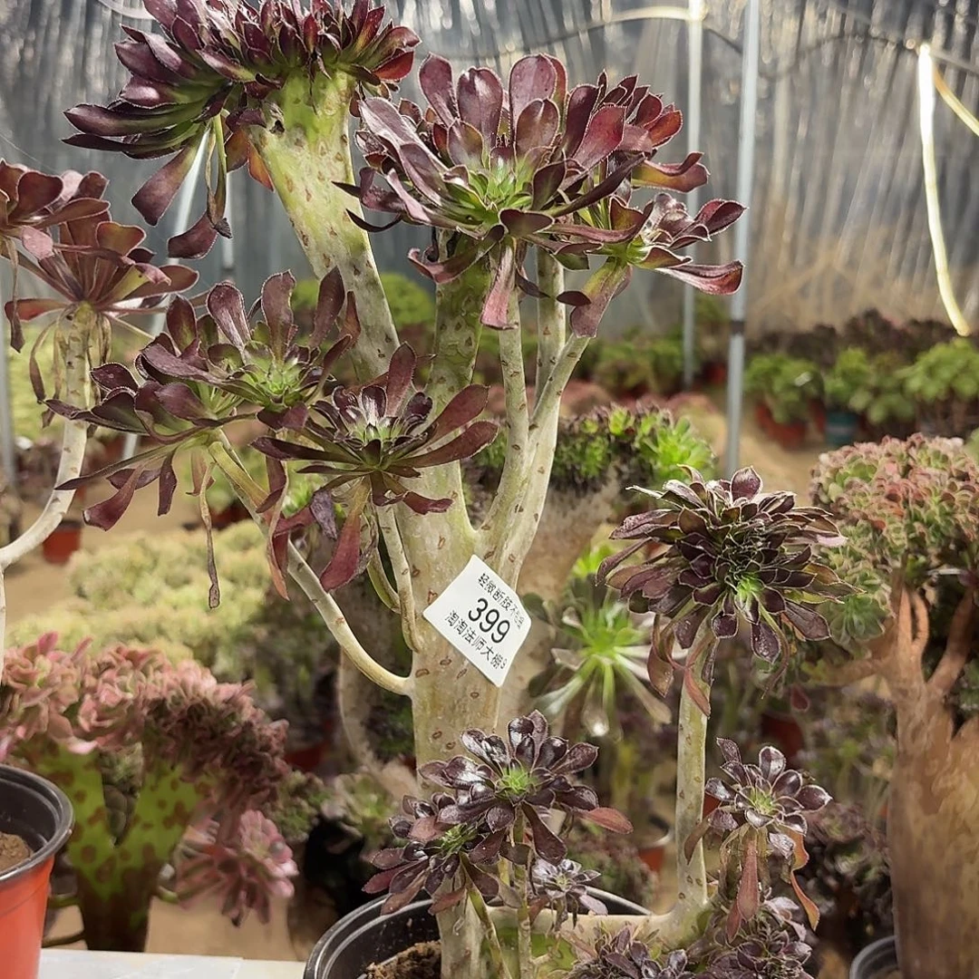 399黑法师缀化多肉植物
