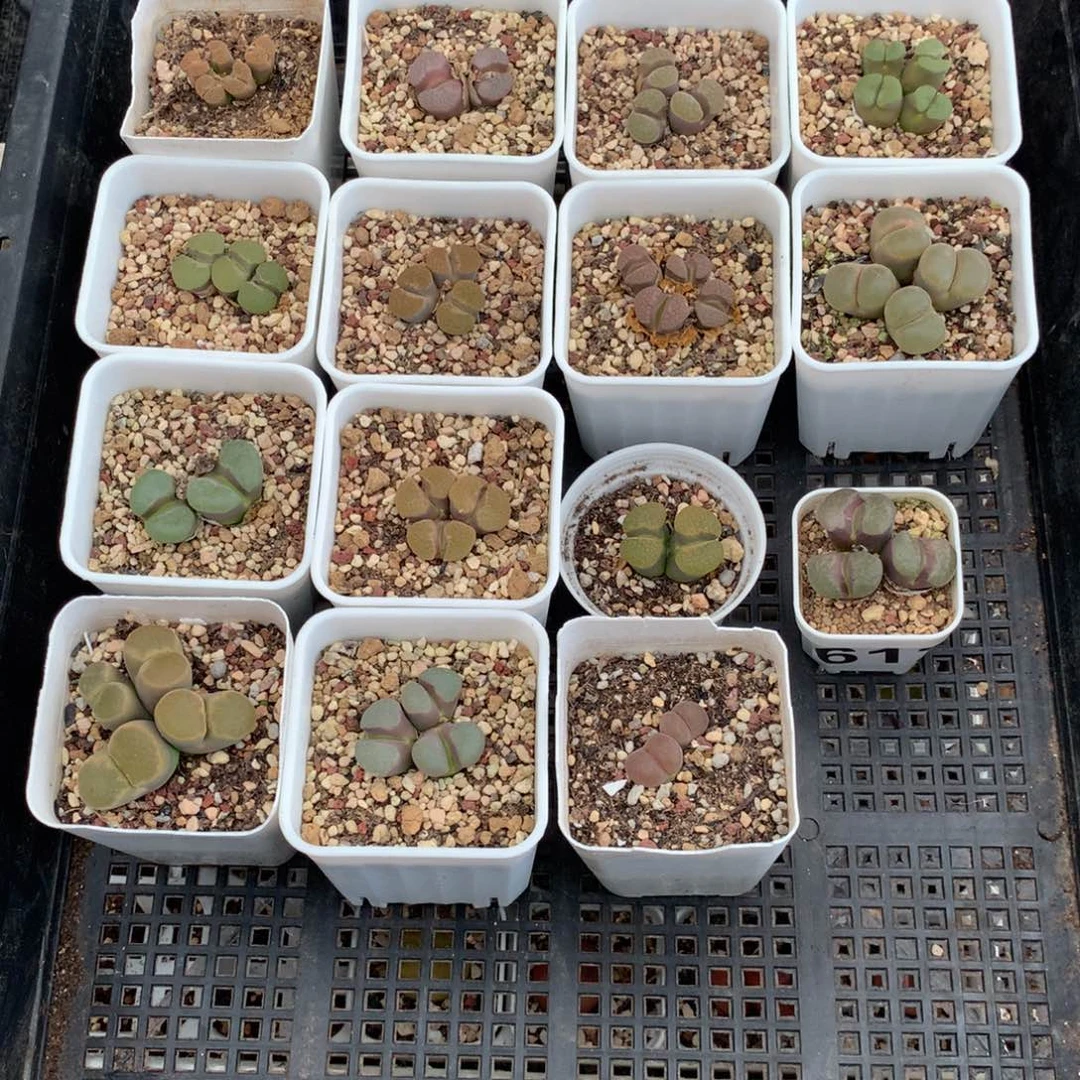 ?645磁铁风铃母本