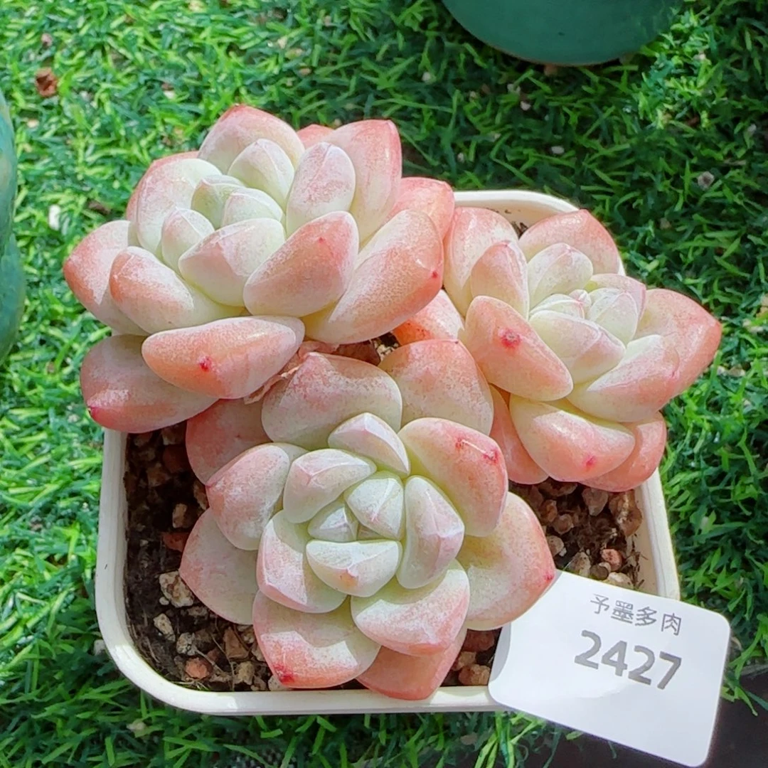 粗桩冰玉，2427多肉植物