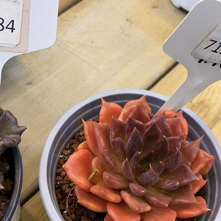 莎**?719082红饺子皮