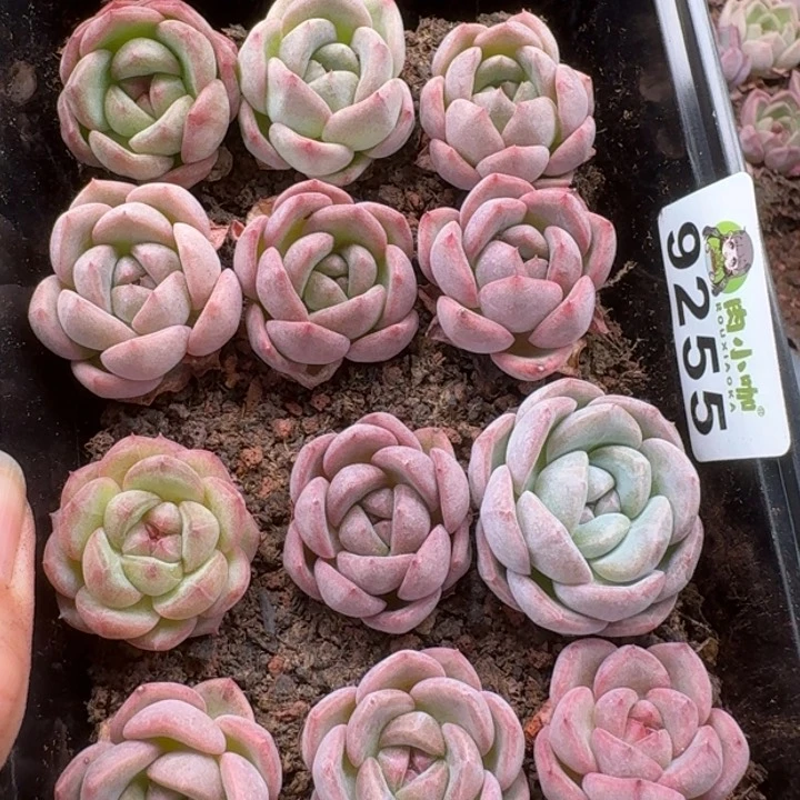 当前无花朵，栽培后可花朵多肉植物多肉植物