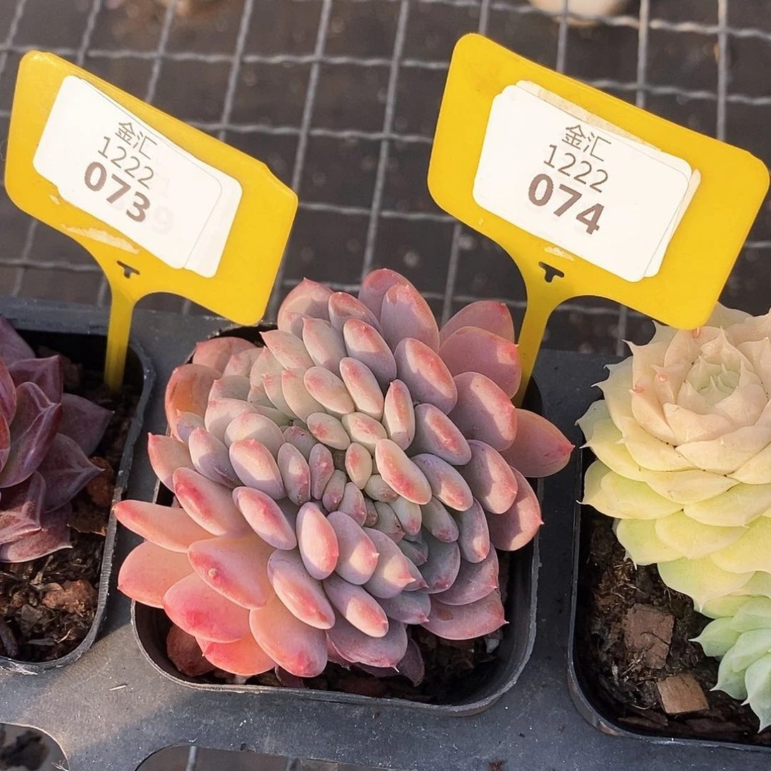 福利多多。1222074