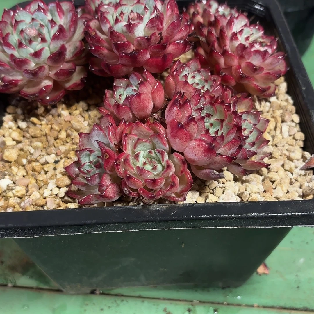 静***开多肉植物啦啦啦啦啦