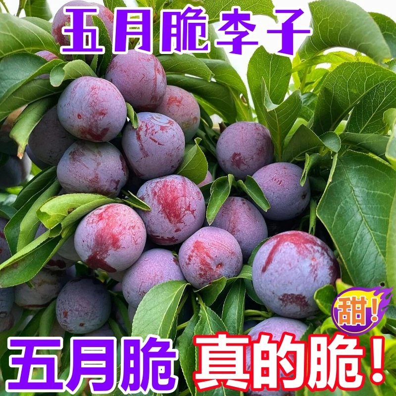 正宗四川五月脆李子凤凰李脆甜李当季孕妇水果鲜李子