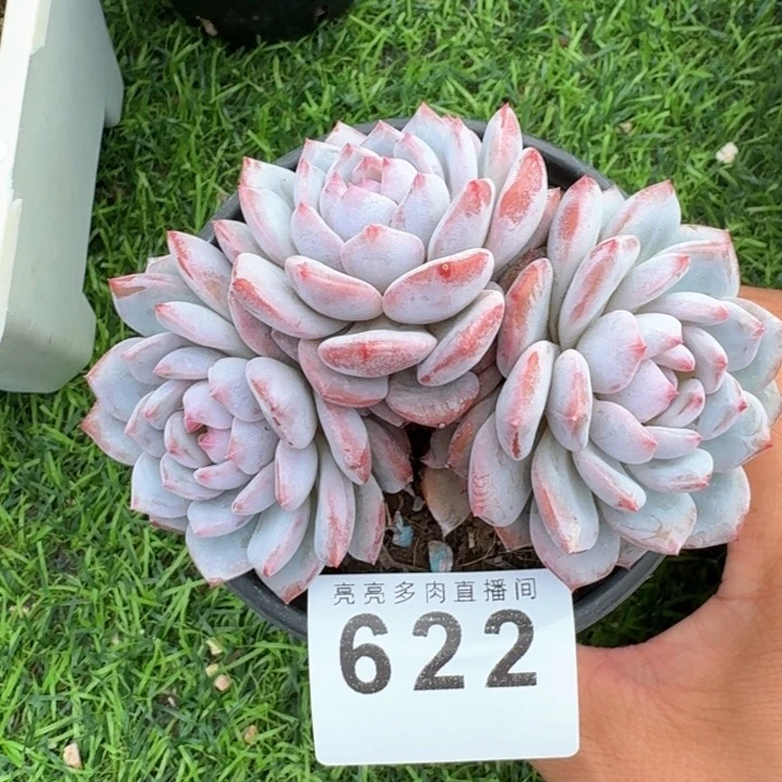 星星橙            多肉植物