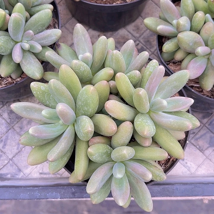 多肉植物糖果美人