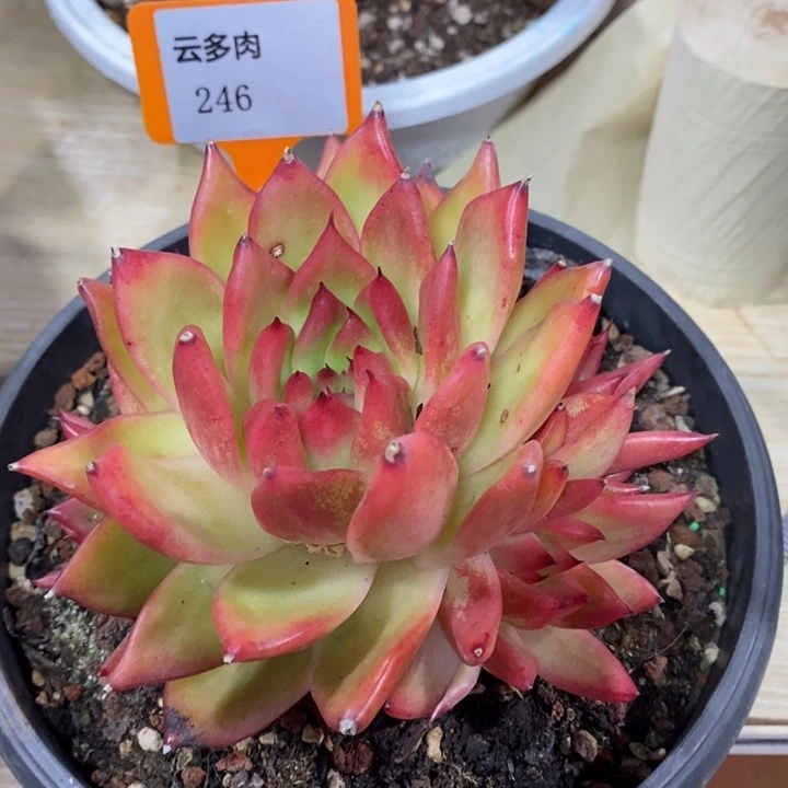 D246- 直播福利 雪皇后