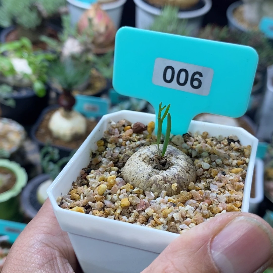 爱福利雾冰玉产地