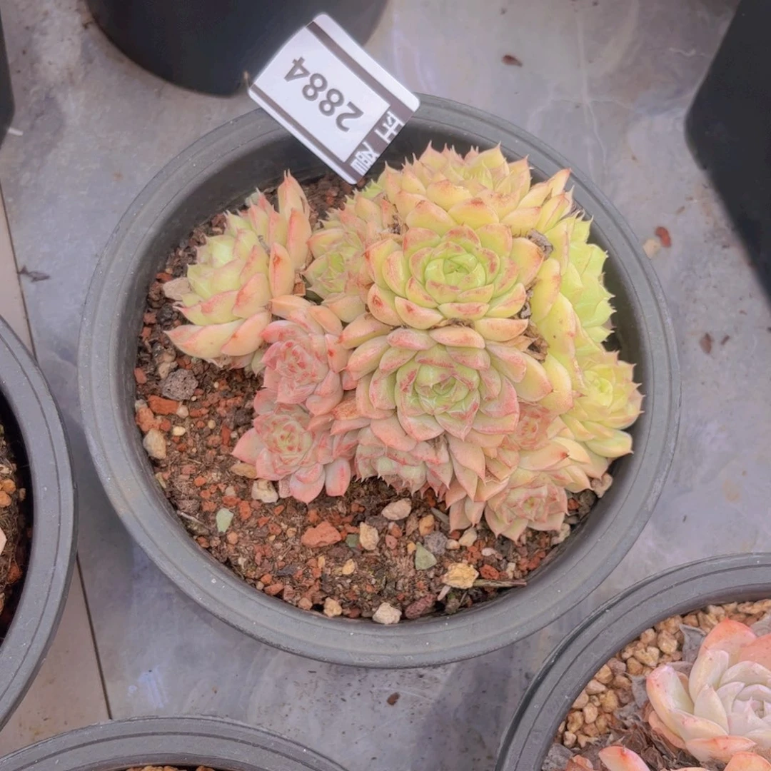 女王多肉植物2884