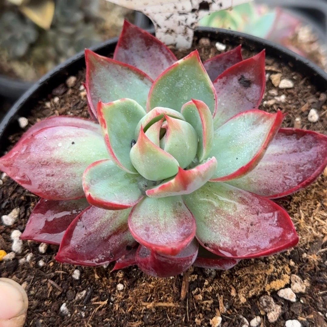 惊鸿一物一拍包装收缩花旱739