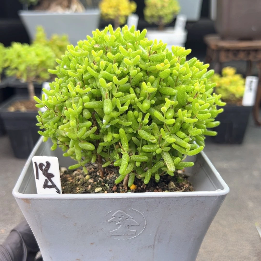 蜜橘糖球蘑菇头18号