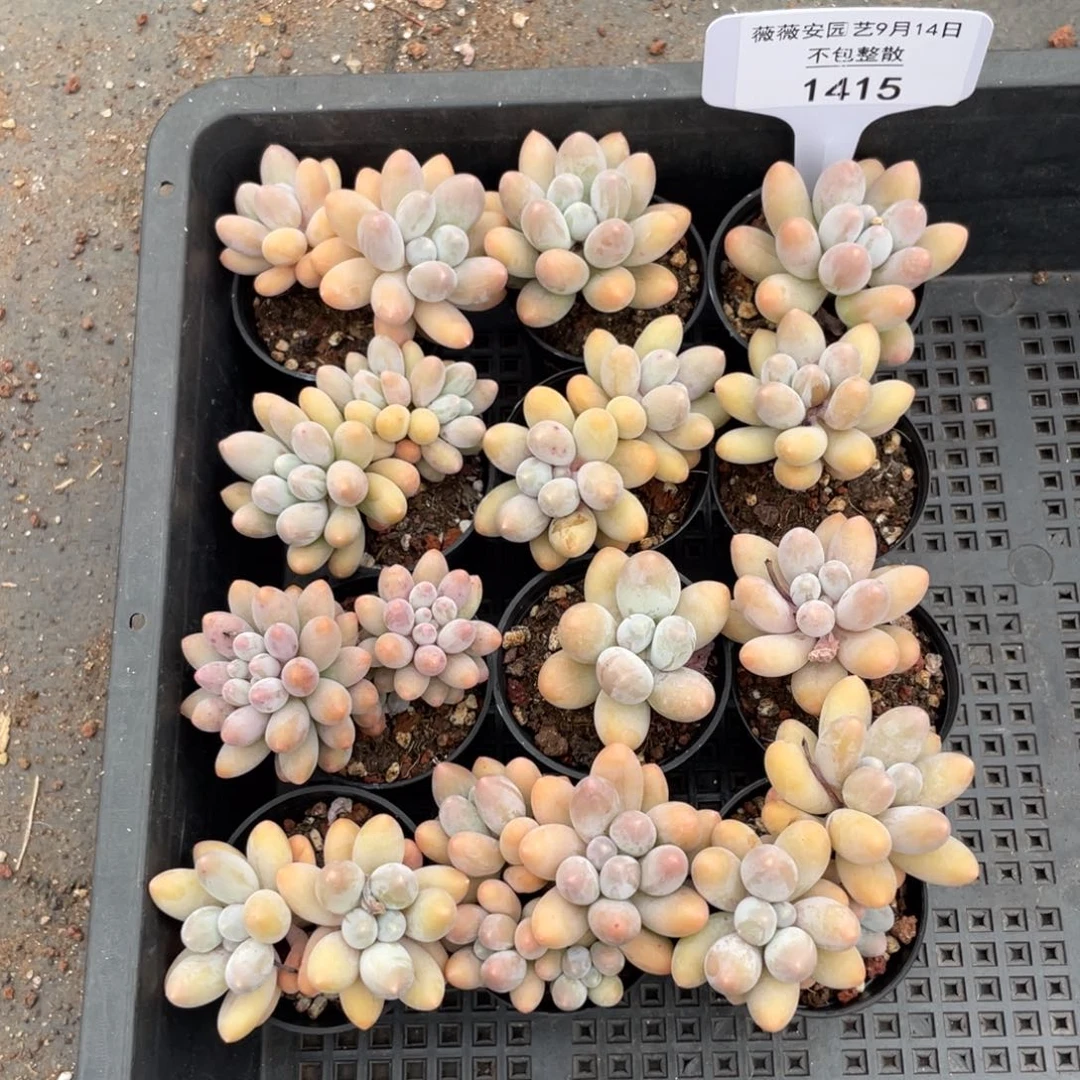 框拍不包整散1415