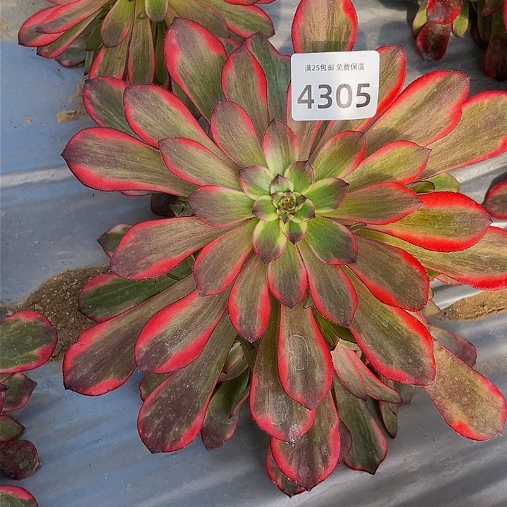 4305烟花多肉植物