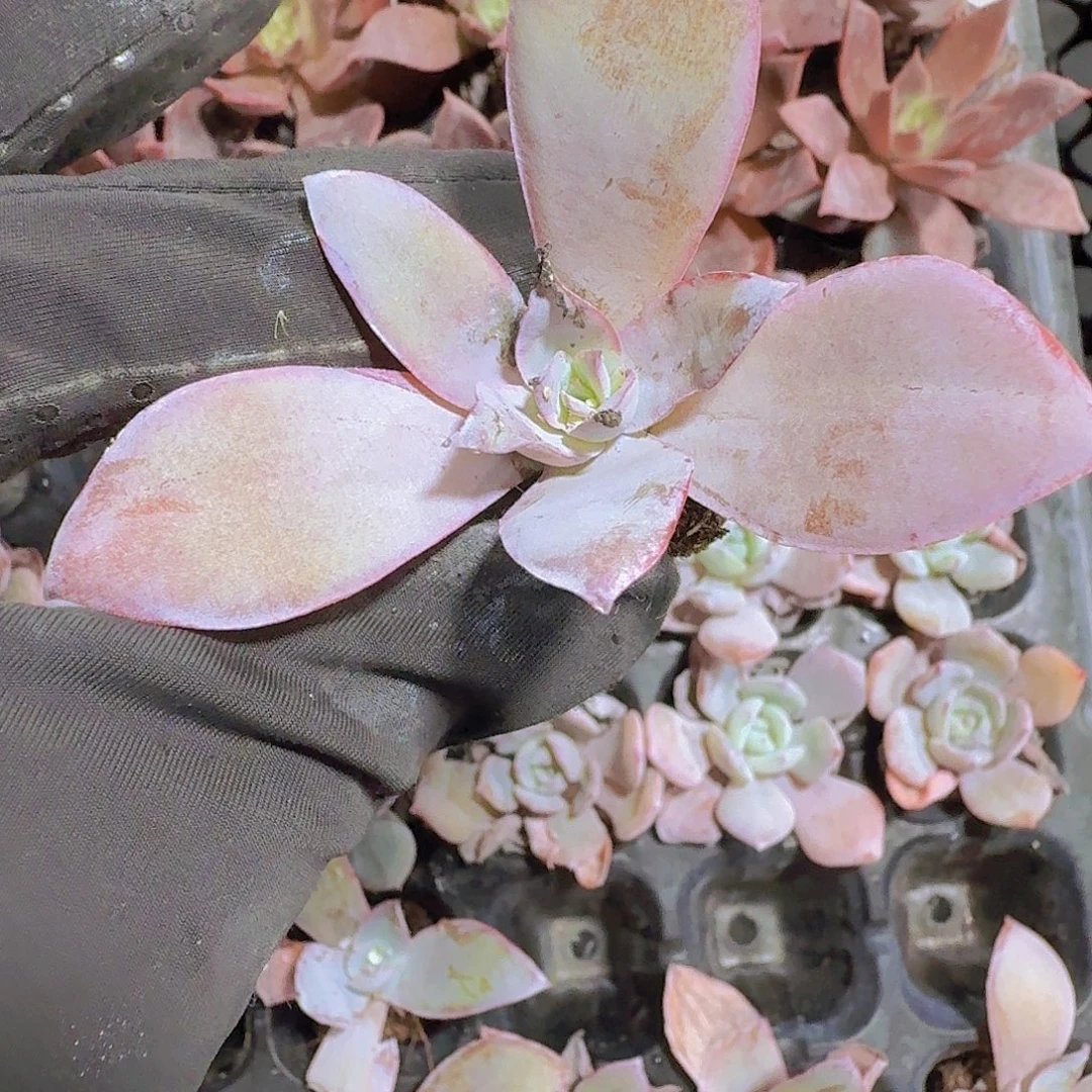 精品广寒宫一米一颗