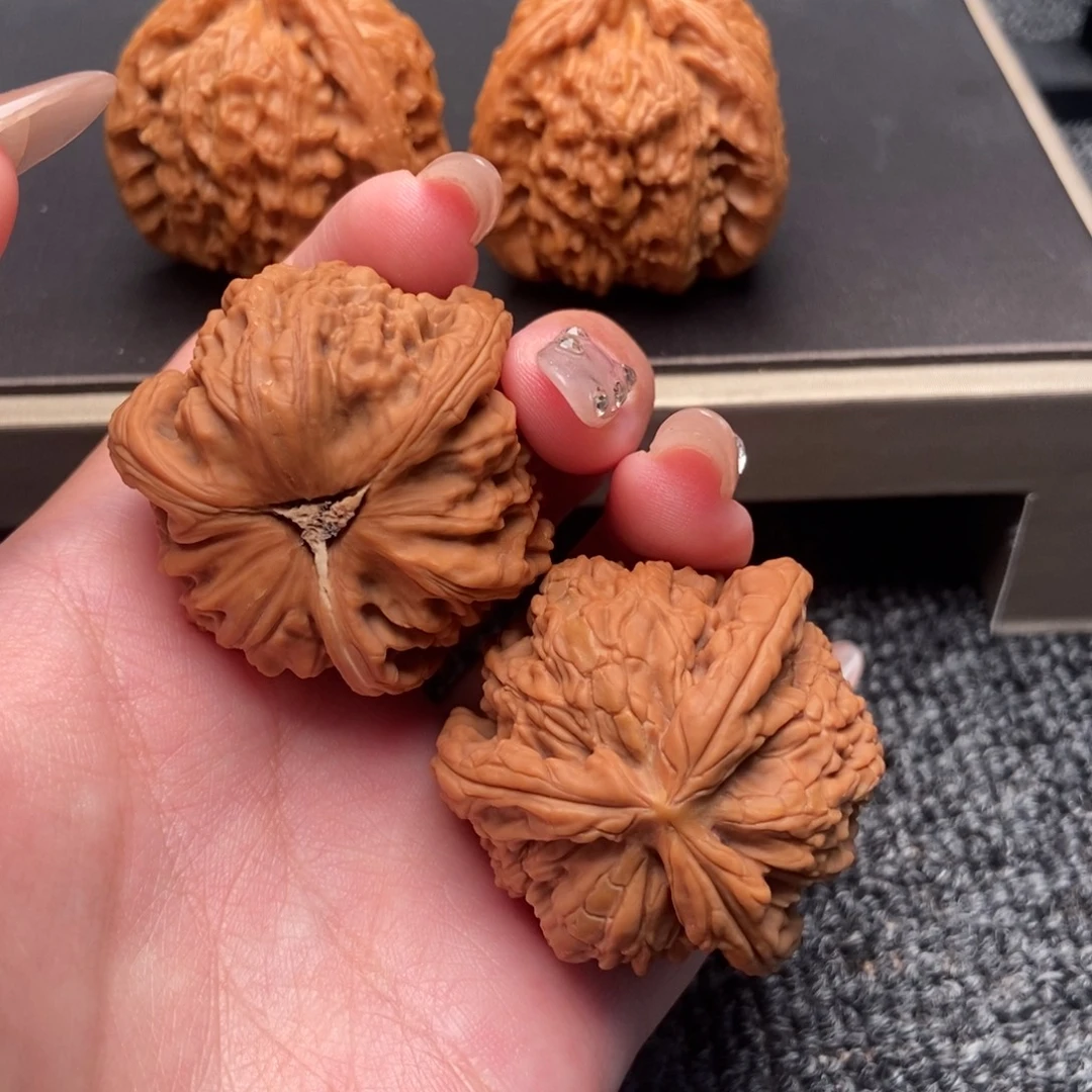 会***猪木质类白狮子正奔