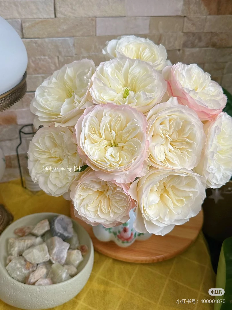 （单头玫瑰）泰勒10支！三件顺丰空运20%不售后