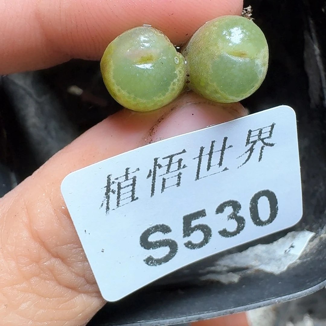 530号多肉植物哇f g