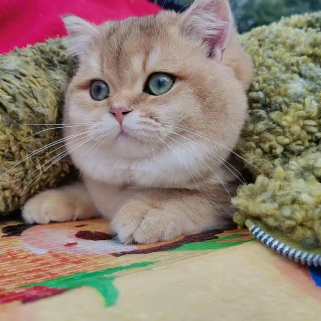 宠物猫活体通用链接