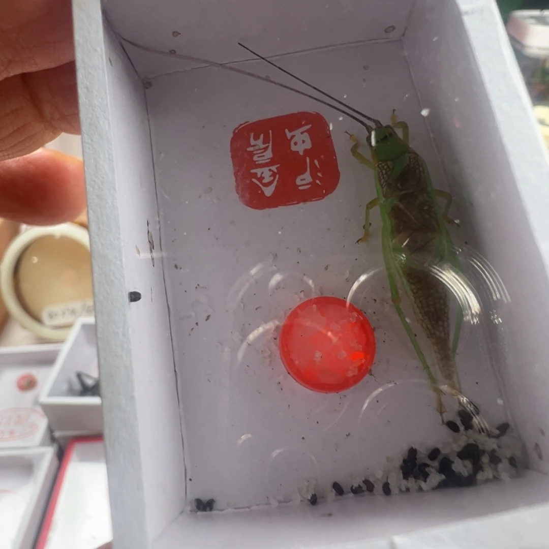 蟋蟀一只短须霍氏