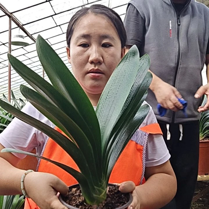 海***风无花朵还海清风       600