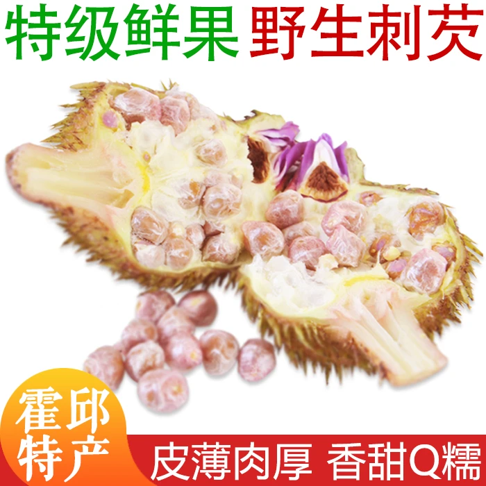 霍邱特产25年新鲜带壳鸡头果芡实 【野生刺芡】打磨12-14mm鸡头米