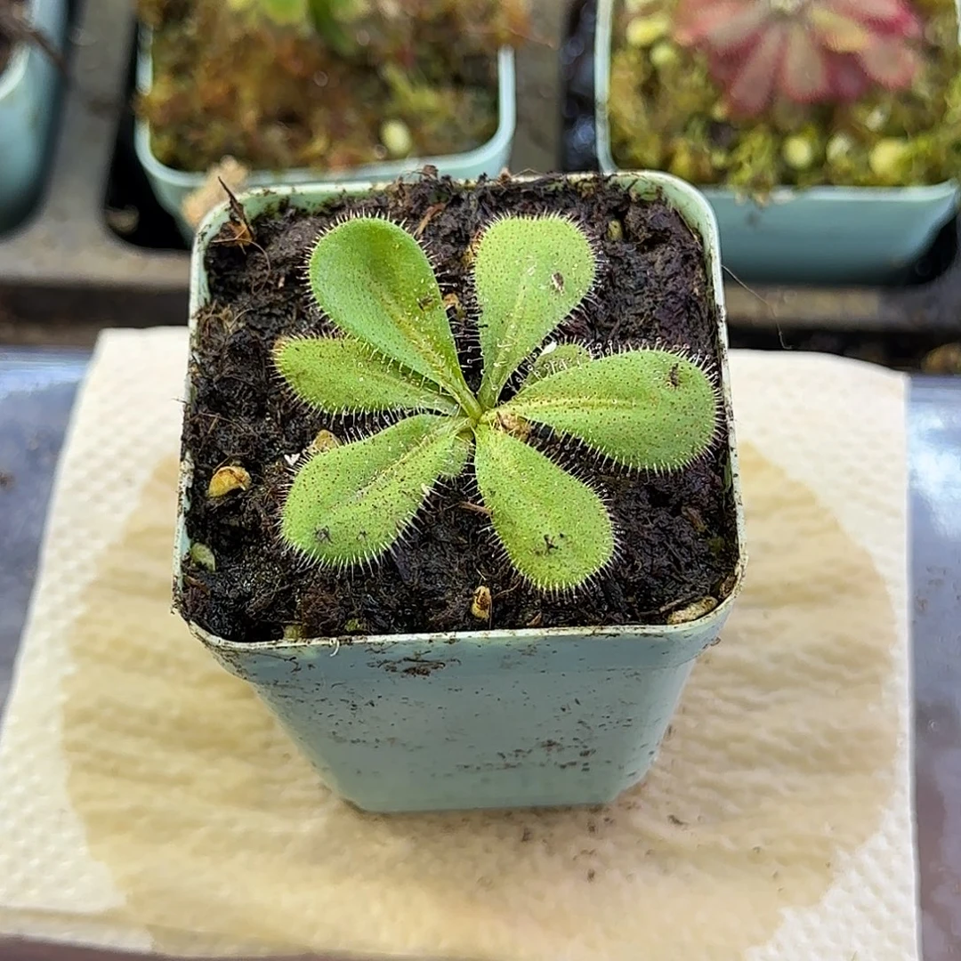 完全开放马格南球根茅