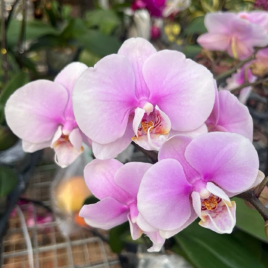 蝴蝶兰 梦幻情人3.0寸带花带花苞