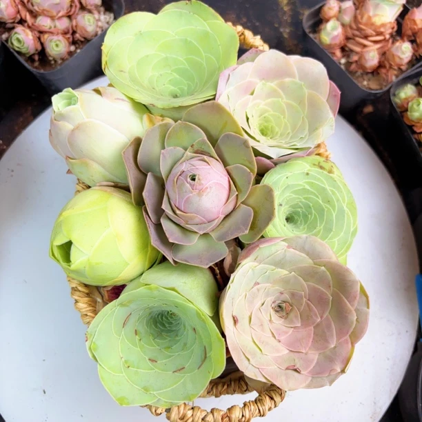 山地玫瑰大母本多品种8颗4-6cm