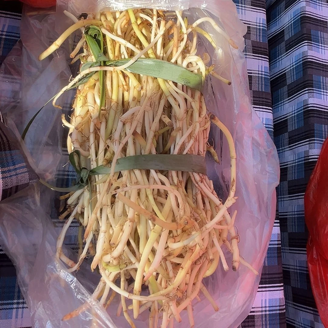 中国大陆折耳根1把