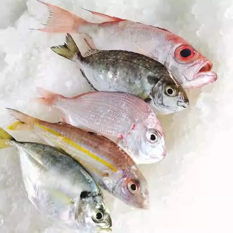 【改价专用】直播间现场搭配海捕野生小杂鱼新鲜冷冻混搭顺丰包邮