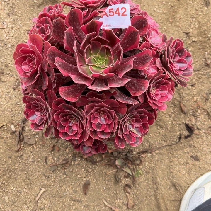 美杜莎542多肉植物