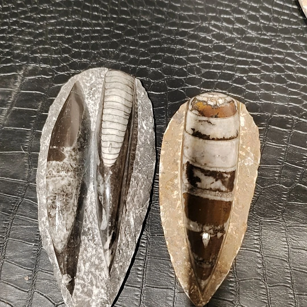 A****场海螺化石手把件