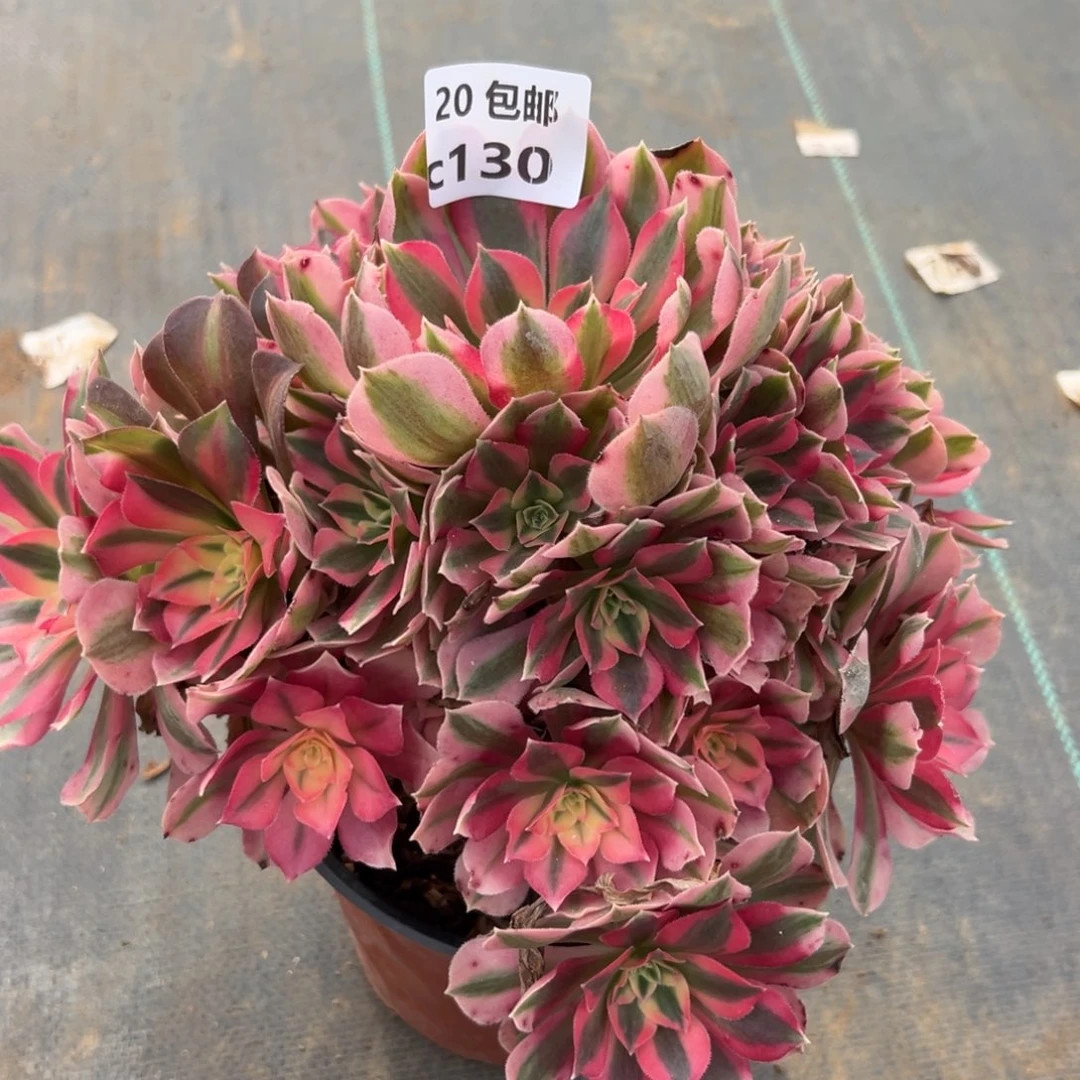 130女巫，满20包邮