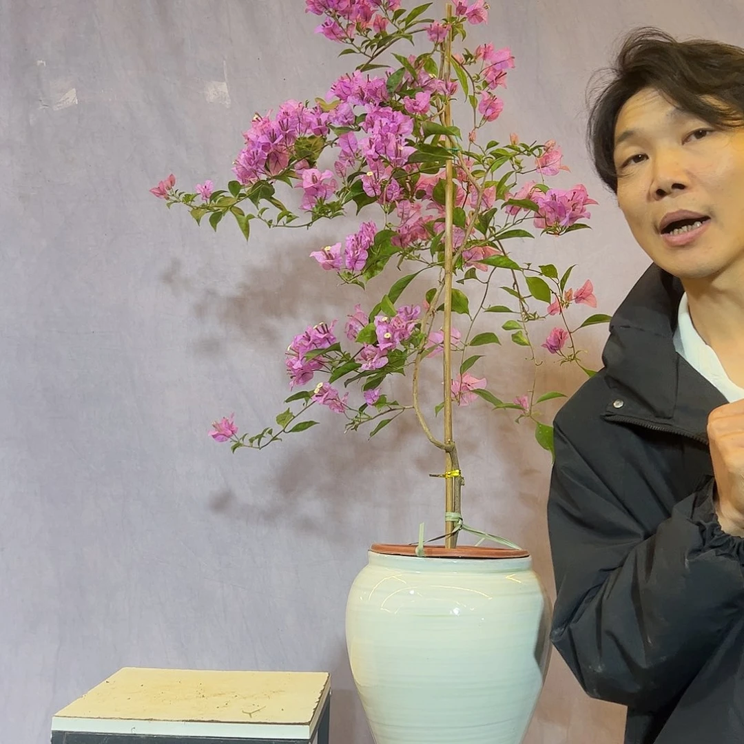 大量花朵（建议范围：8朵-15朵 或40%以上）巴西紫