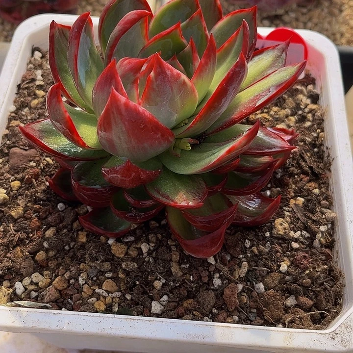 惊鸿仙子多肉植物26