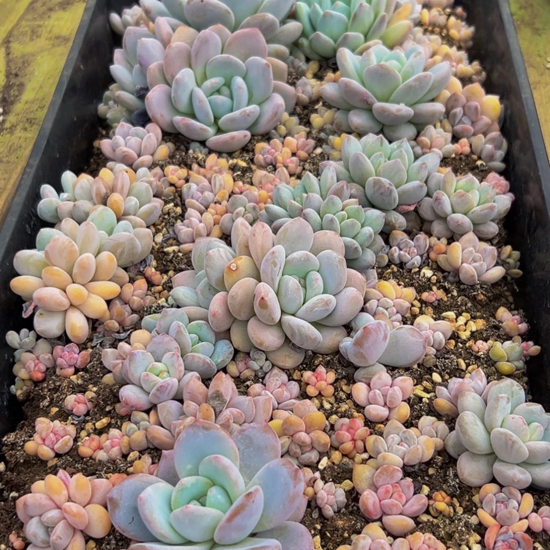 433多肉葡萄的价格是什么样