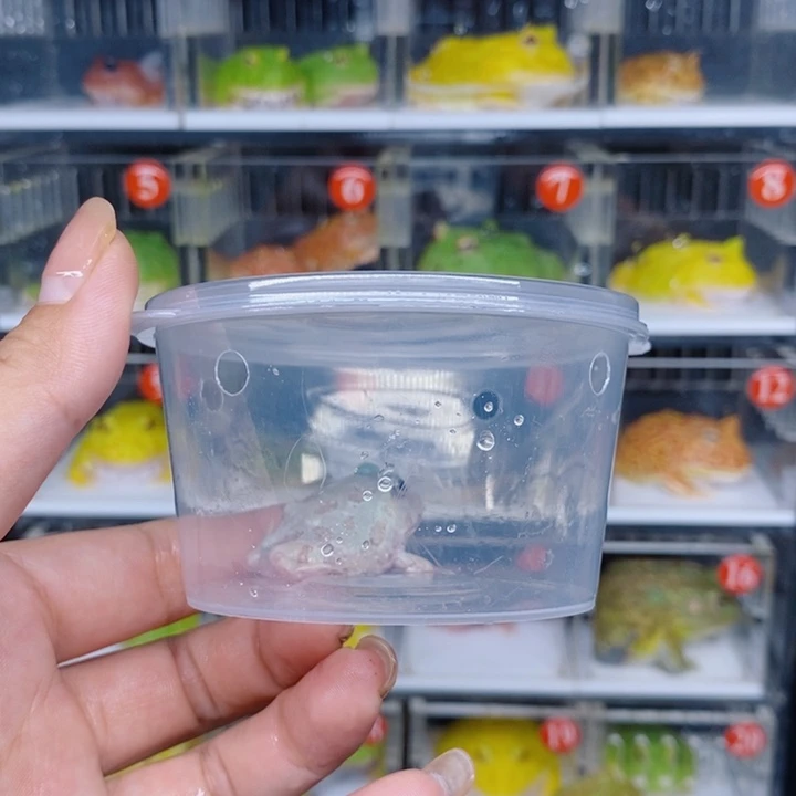 角蛙恭喜发财大吉大利