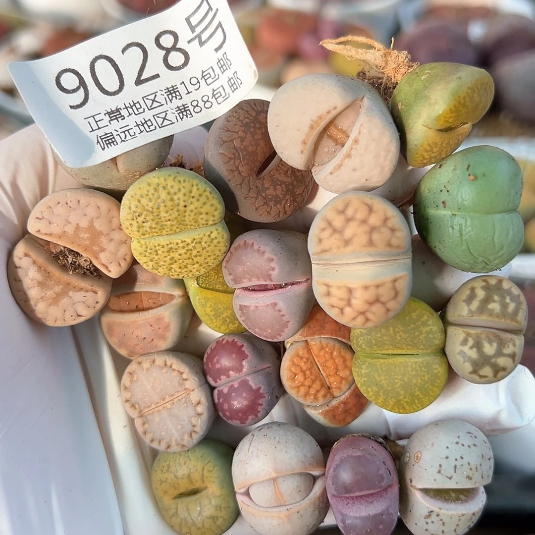 好养易活生石花大母本9028共20颗