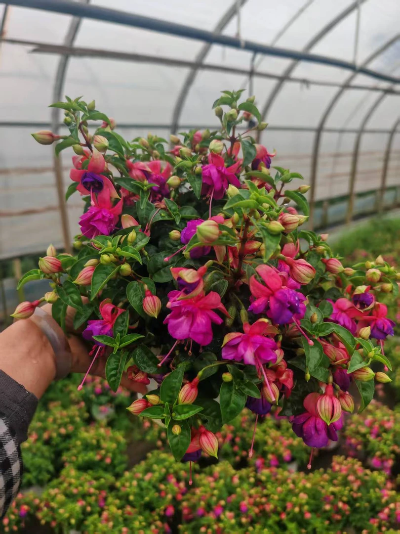云花园艺【重瓣鸳鸯红倒挂金钟】灯笼花带花苞基地直发