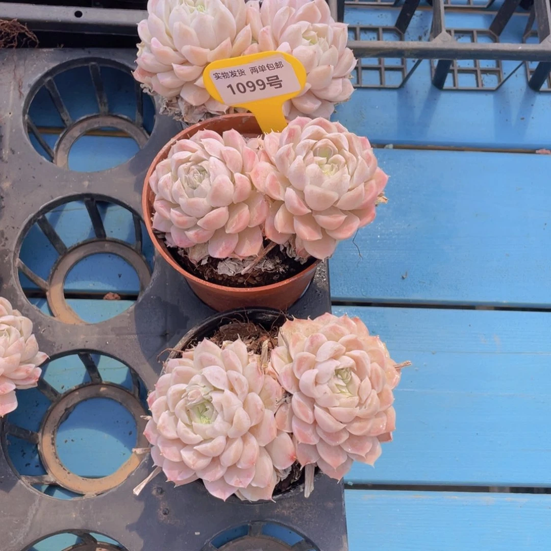 1099号 白月影双头一个不包整