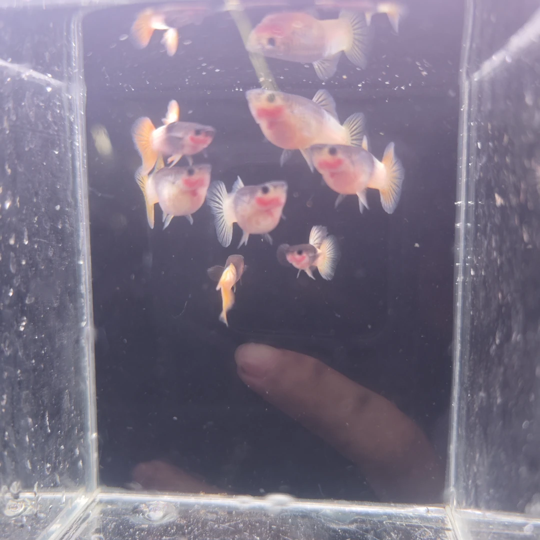 粉猫孔雀种鱼热带鱼