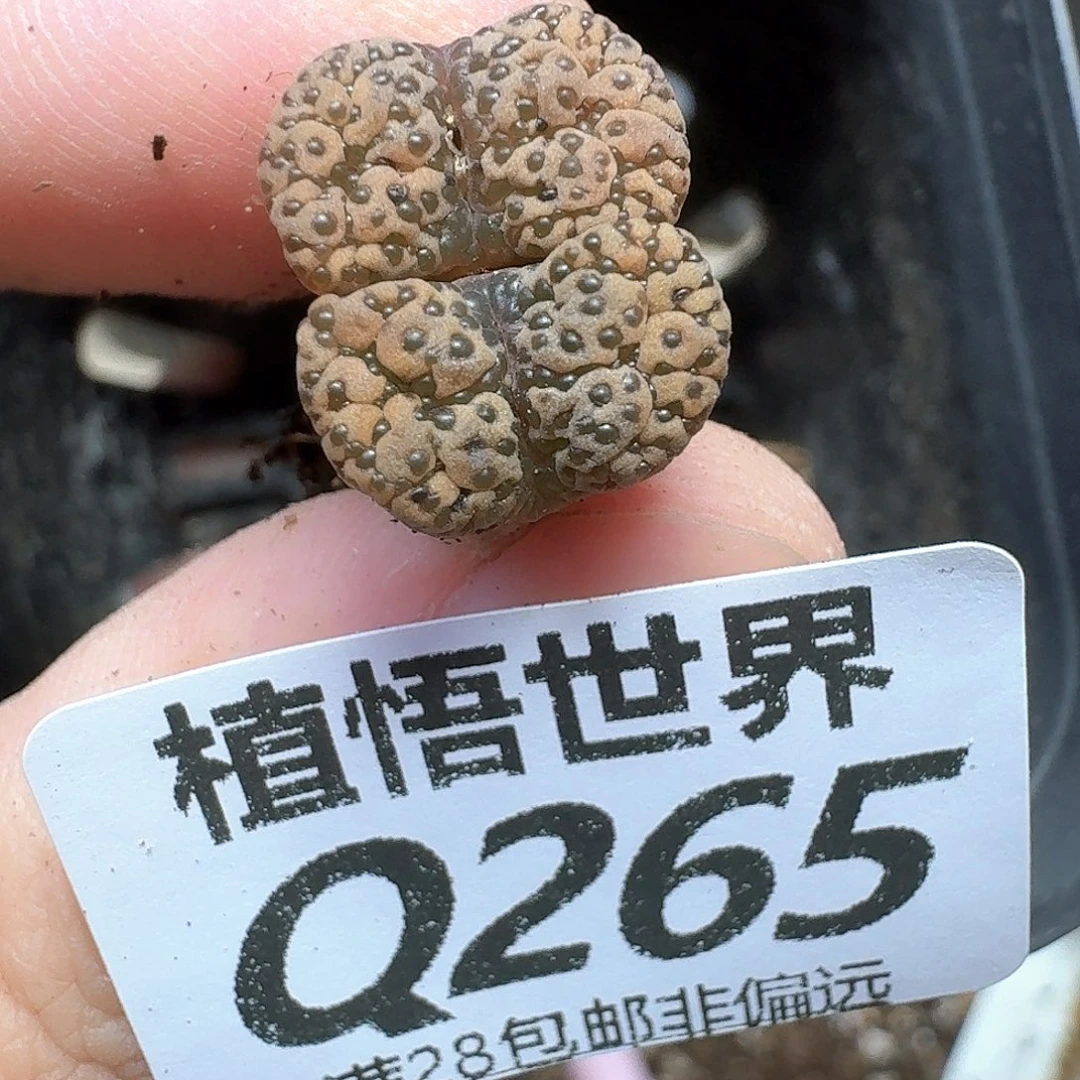 多肉植物的润泽法