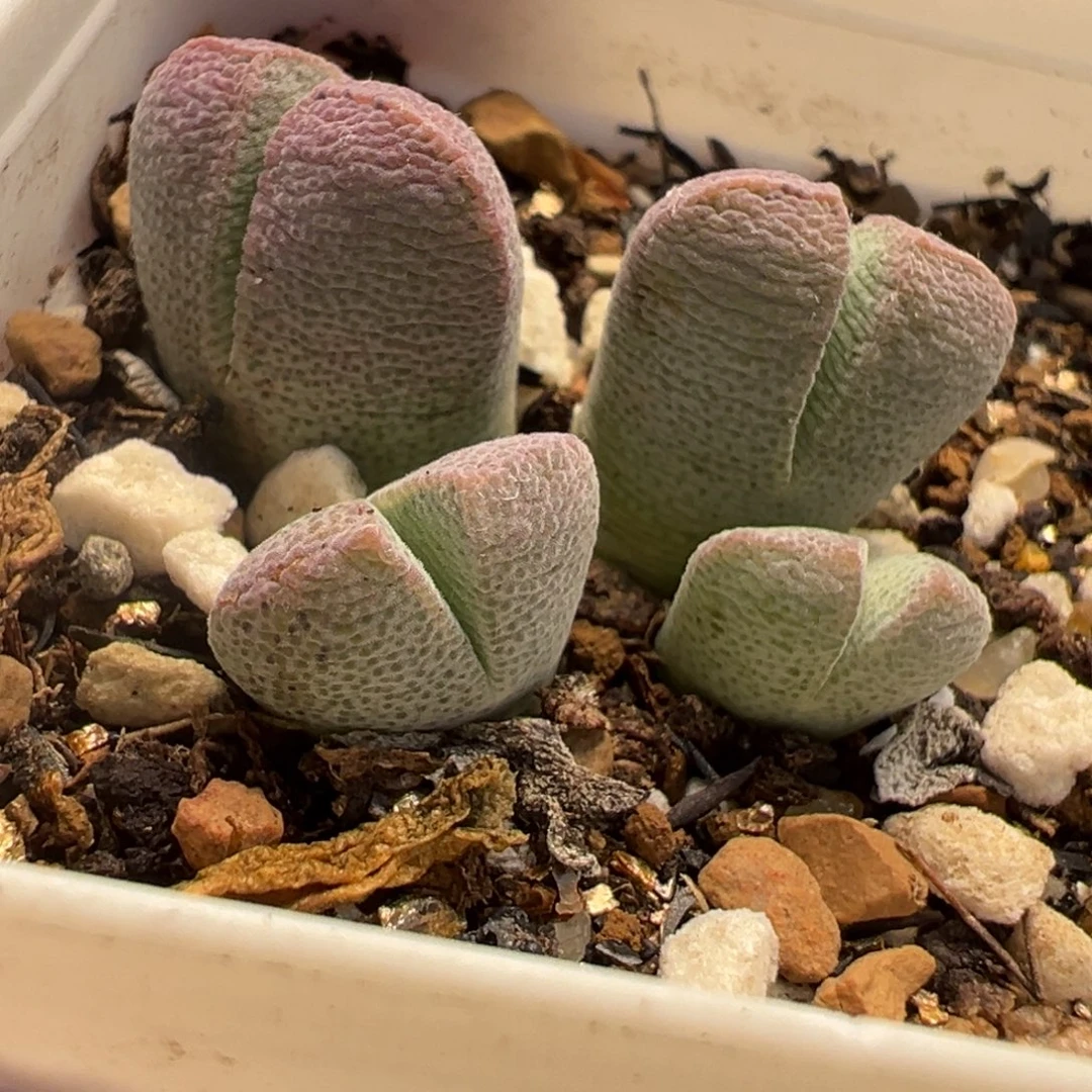 251多肉植物种类多样