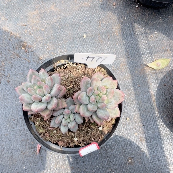 晨语多网一物一＊拍+179