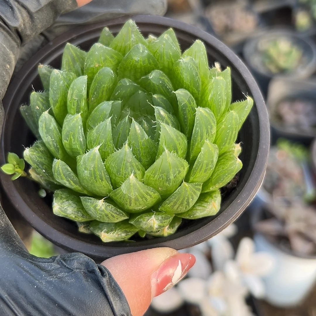 多肉植物鹰水晶单头