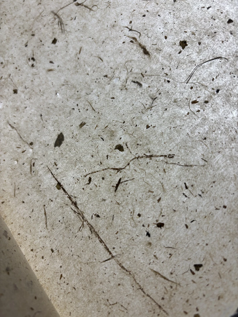 四尺手工桑皮纸土纸89年 毛边 半生熟