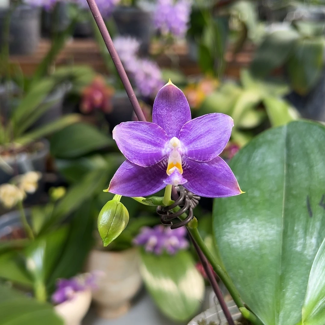 大部分开放少量花苞弥陀翠蝉