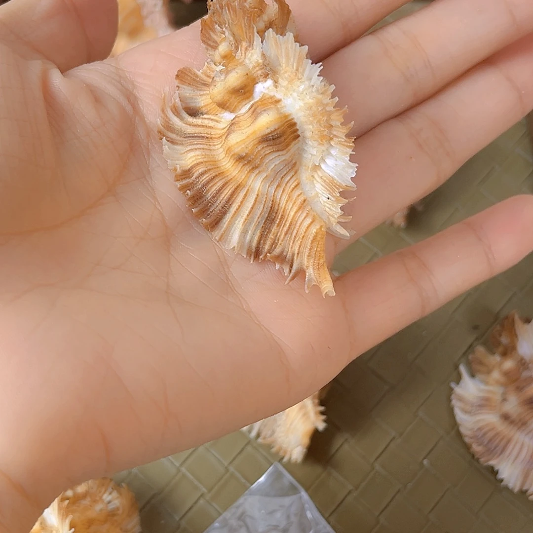 大理石磁石小**记天然贝壳海螺批发零售