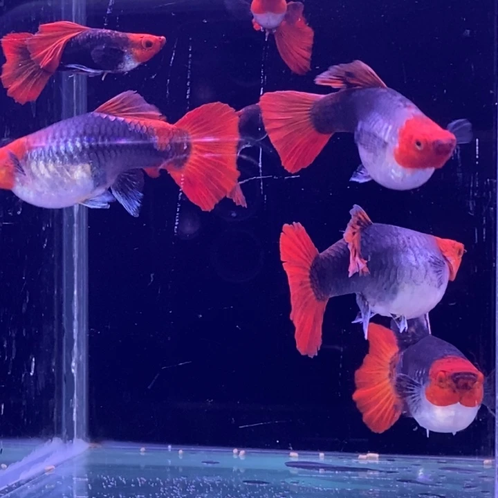 孔雀鱼蓝贵族1对包邮