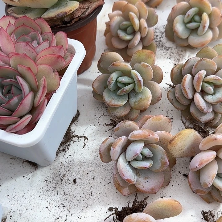 心****师青蛙王子儿童洗发111